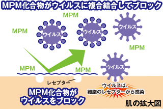 MNM化合物がウイルスに複合結合してブロック